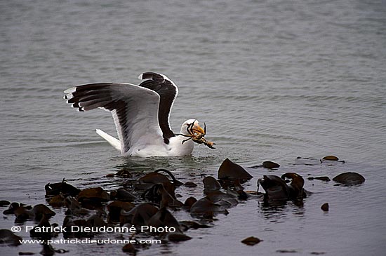 Gull (Great Black-backed Gull) (Larus marinus) - Goéland marin 1