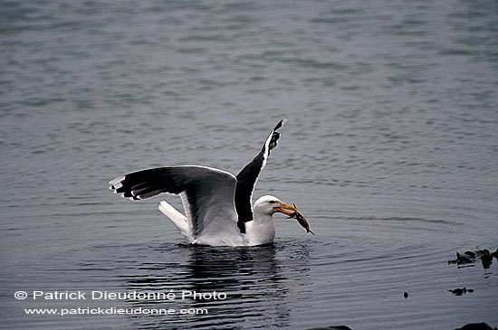 Gull (Great Black-backed Gull) (Larus marinus) - Goéland marin 1