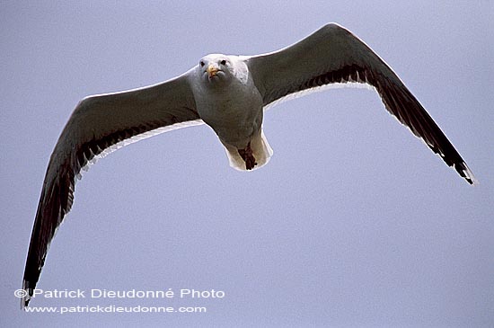 Gull (Great Black-backed Gull) (Larus marinus) - Goéland marin 1