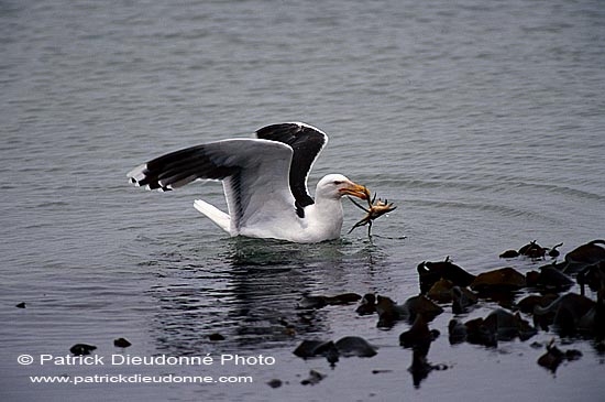 Gull (Great Black-backed Gull) (Larus marinus) - Goéland marin 1