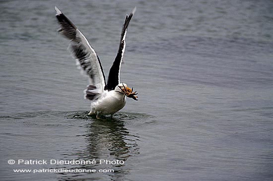 Gull (Great Black-backed Gull) (Larus marinus) - Goéland marin 1