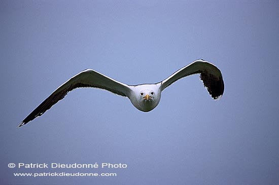 Gull (Great Black-backed Gull) (Larus marinus) - Goéland marin 1