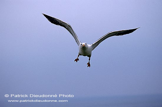 Gull (Great Black-backed Gull) (Larus marinus) - Goéland marin 11818