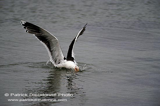 Gull (Great Black-backed Gull) (Larus marinus) - Goéland marin 11814