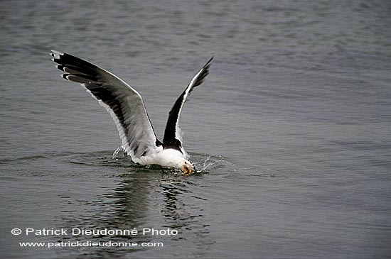 Gull (Great Black-backed Gull) (Larus marinus) - Goéland marin 11814