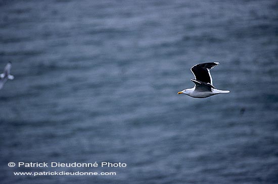 Gull (Great Black-backed Gull) (Larus marinus) - Goéland marin 11820