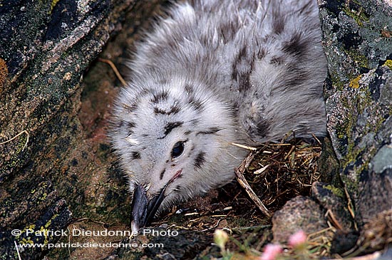 Gull (Great Black-backed Gull) (Larus marinus) - Goéland marin 11821