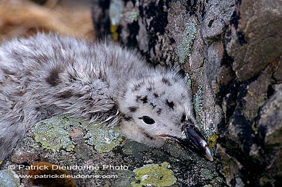 Gull (Great Black-backed Gull) (Larus marinus) - Goéland marin 11824