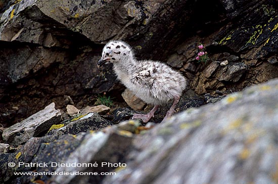 Gull (Great Black-backed Gull) (Larus marinus) - Goéland marin 11826