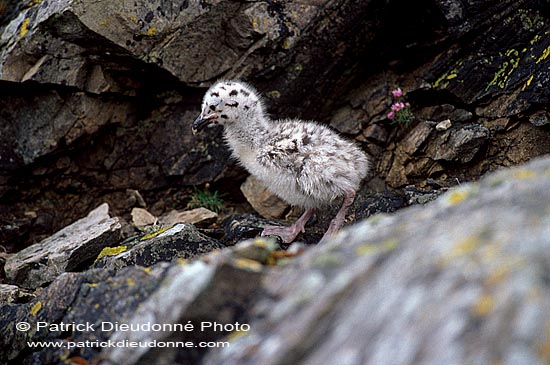 Gull (Great Black-backed Gull) (Larus marinus) - Goéland marin 11826