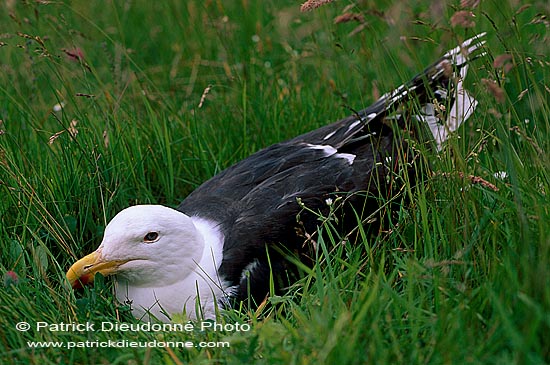 Gull (Great Black-backed Gull) (Larus marinus) - Goéland marin 11830