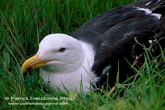 Gull (Great Black-backed Gull) (Larus marinus) - Goéland marin 11839