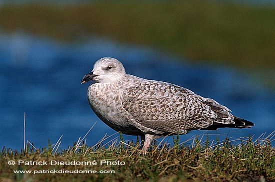 Gull (Great Black-backed Gull) (Larus marinus) - Goéland marin 11840