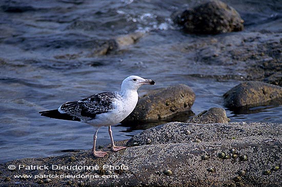 Gull (Great Black-backed Gull) (Larus marinus) - Goéland marin 11844