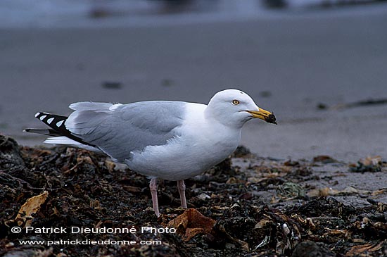 Gull (Herring) (Larus argentatus argenteus) - Goéland argenté 11891