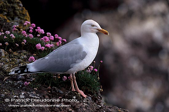 Gull (Herring) (Larus argentatus argenteus) - Goéland argenté 11893