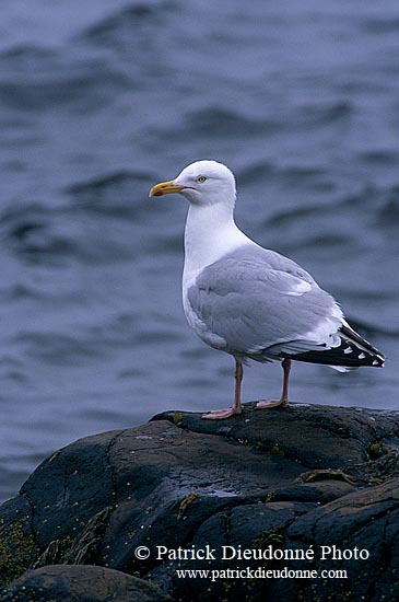 Gull (Herring) (Larus argentatus argenteus) - Goéland argenté 11894