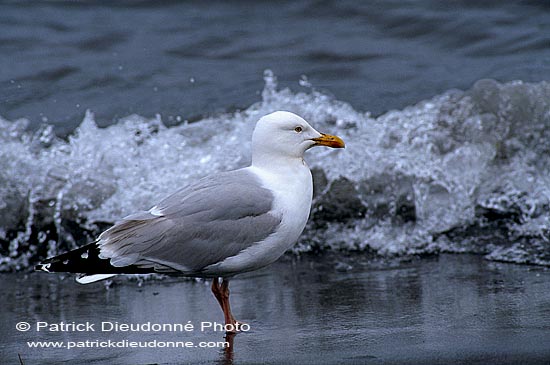 Gull (Herring) (Larus argentatus argenteus) - Goéland argenté 11896