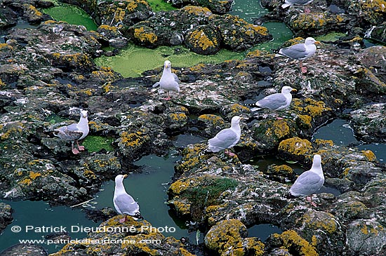 Gull (Herring) (Larus argentatus argenteus) - Goéland argenté 11897