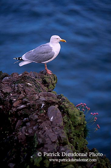 Gull (Herring) (Larus argentatus argenteus) - Goéland argenté 11901