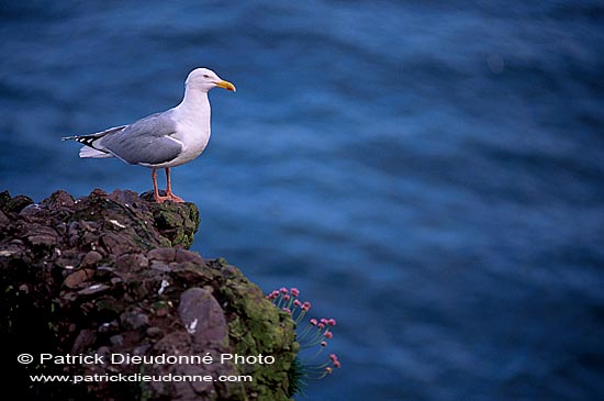 Gull (Herring) (Larus argentatus argenteus) - Goéland argenté 11903