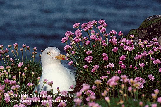 Gull (Herring) (Larus argentatus argenteus) - Goéland argenté 11905