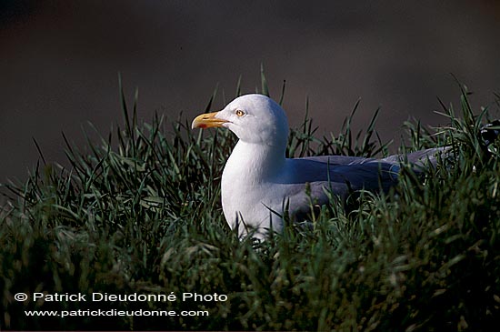 Gull (Herring) (Larus argentatus argenteus) - Goéland argenté 11906