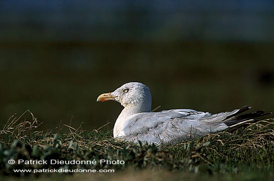 Gull (Herring) (Larus argentatus argenteus) - Goéland argenté 11907