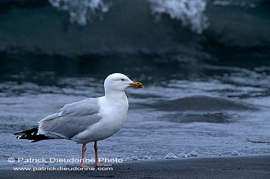 Gull (Herring) (Larus argentatus argenteus) - Goéland argenté 11908