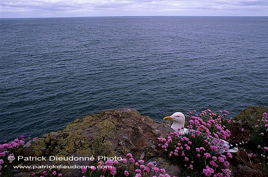 Gull (Herring) (Larus argentatus argenteus) - Goéland argenté 11912