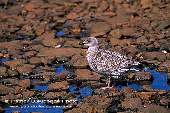 Gull (Herring) (Larus argentatus argenteus) - Goéland argenté 11913