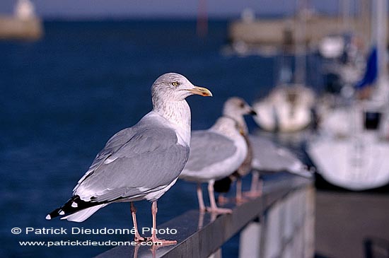 Gull (Herring) (Larus argentatus argenteus) - Goéland argenté 11934