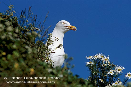 Gull (Herring) (Larus argentatus argentatus) - Goéland argenté 11917