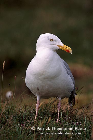Gull (Herring) (Larus argentatus argenteus) - Goéland argenté 11915