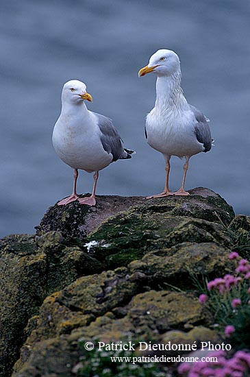 Gull (Herring) (Larus argentatus argenteus) - Goéland argenté 11929