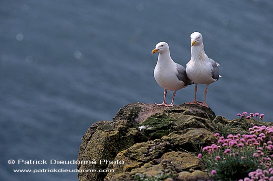 Gull (Herring) (Larus argentatus argenteus) - Goéland argenté 11932