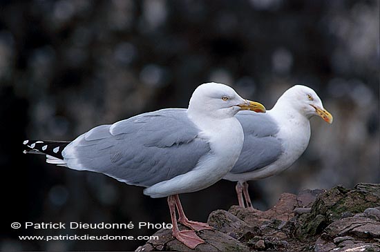 Gull (Herring) (Larus argentatus argenteus) - Goéland argenté 11933