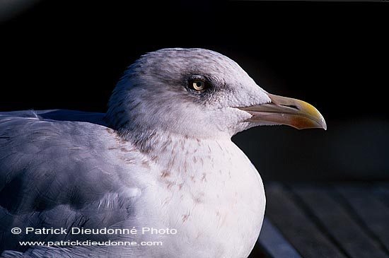 Gull (Herring) (Larus argentatus argenteus) - Goéland argenté 11937