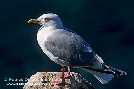 Gull (Herring) (Larus argentatus argentatus) - Goéland argenté 11946