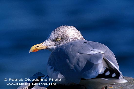 Gull (Herring) (Larus argentatus argenteus) - Goéland argenté 11940