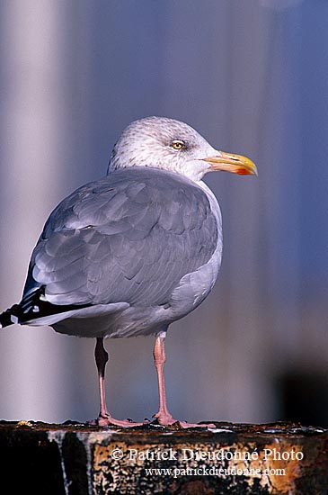 Gull (Herring) (Larus argentatus argenteus) - Goéland argenté 11945