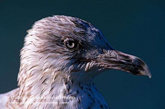 Gull (Herring) (Larus argentatus argenteus) - Goéland argenté 11939