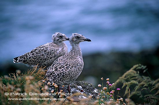 Gull (Herring) (Larus argentatus argenteus) - Goéland argenté 11955