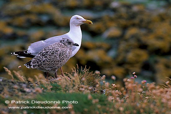 Gull (Herring) (Larus argentatus argenteus) - Goéland argenté 11957