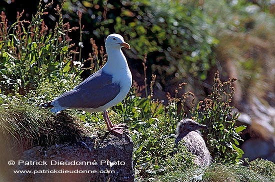 Gull (Herring) (Larus argentatus argentatus) - Goéland argenté 11918