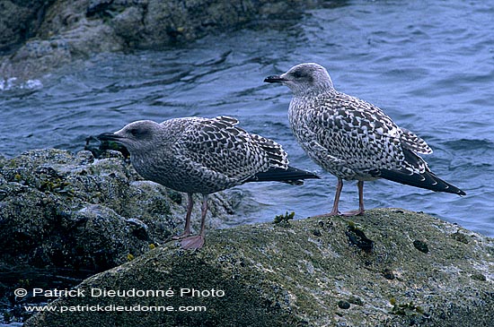 Gull (Herring) (Larus argentatus argenteus) - Goéland argenté 11961