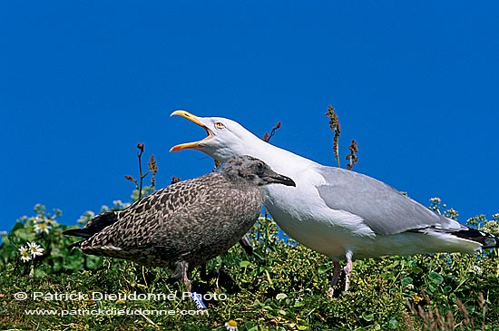 Gull (Herring) (Larus argentatus argentatus) - Goéland argenté 11919