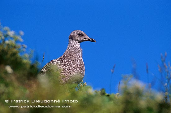 Gull (Herring) (Larus argentatus argentatus) - Goéland argenté 11923