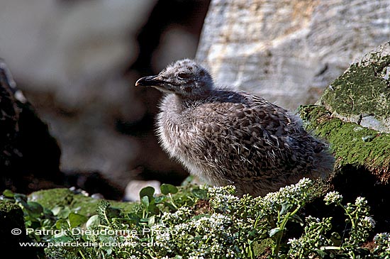 Gull (Herring) (Larus argentatus argentatus) - Goéland argenté 11927