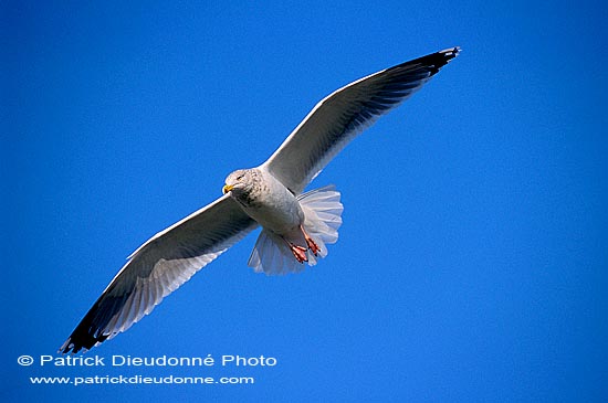 Gull (Herring) (Larus argentatus argenteus) - Goéland argenté 11965